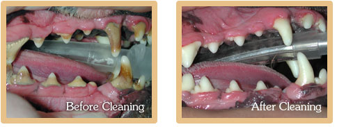 Before and After Dental Cleaning Photos
